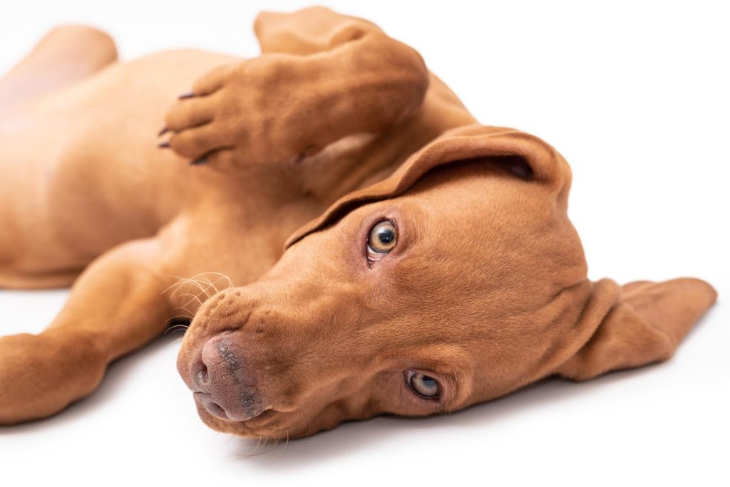 Come capire se il cane soffre di solitudine