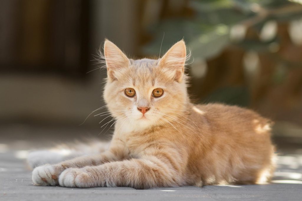 Come togliere le pulci al gatto cucciolo