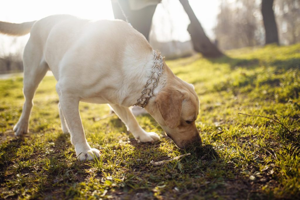 Quante volte il cane fa la cacca al giorno